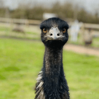 The Great EMU&nbsp;WAR